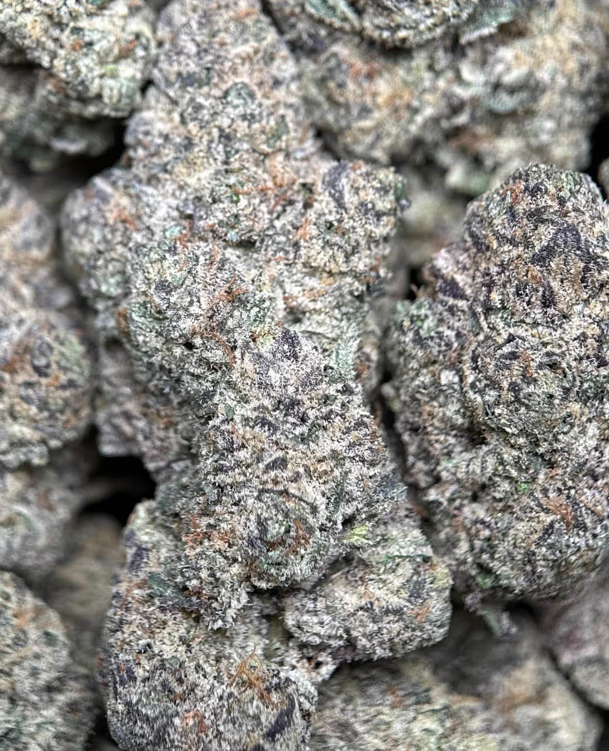 Forest-green Ninja Cookies cannabis buds with purple shadows 4