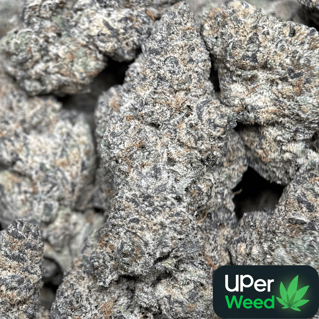 Forest-green Ninja Cookies cannabis buds with purple shadows 2