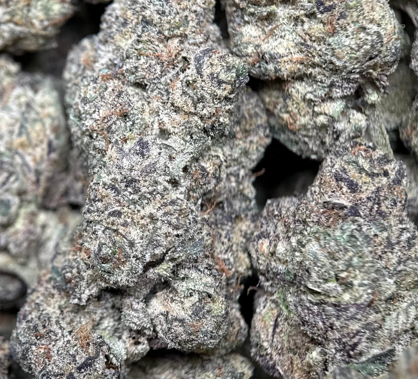 Forest-green Ninja Cookies cannabis buds with purple shadows 3