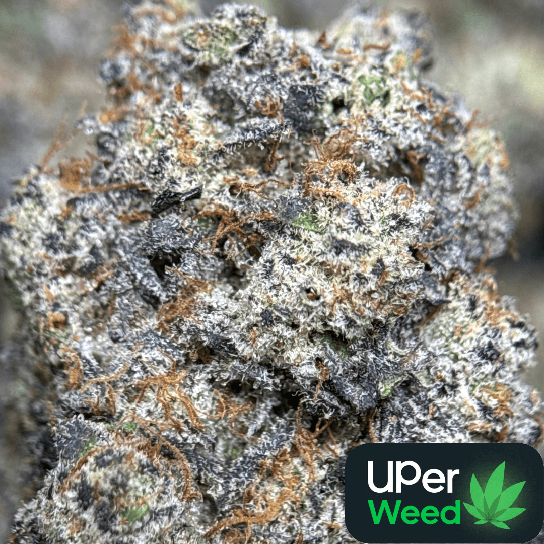 Purple Gelato