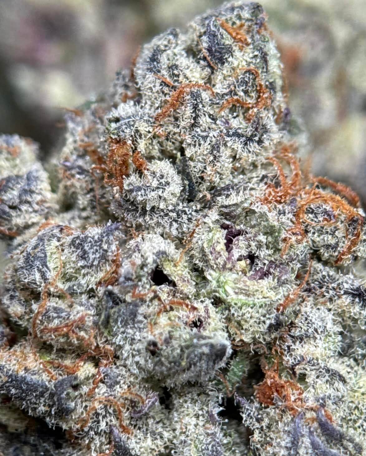Purple Nightfall hybrid cannabis buds with orange pistils and frost 5