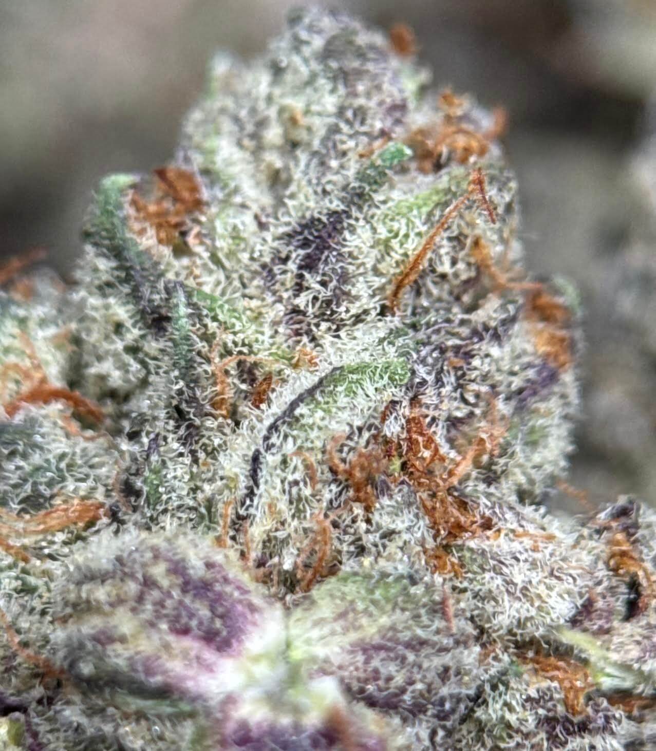 Purple Nightfall hybrid cannabis buds with orange pistils and frost 3