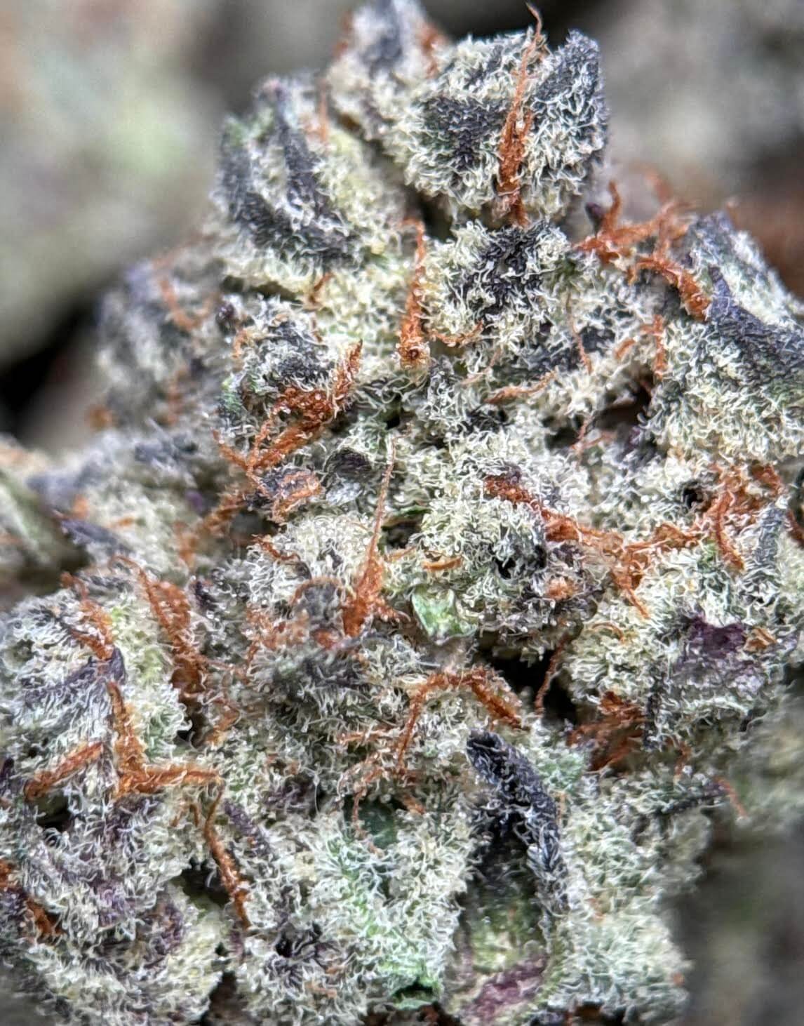 Purple Nightfall hybrid cannabis buds with orange pistils and frost 4