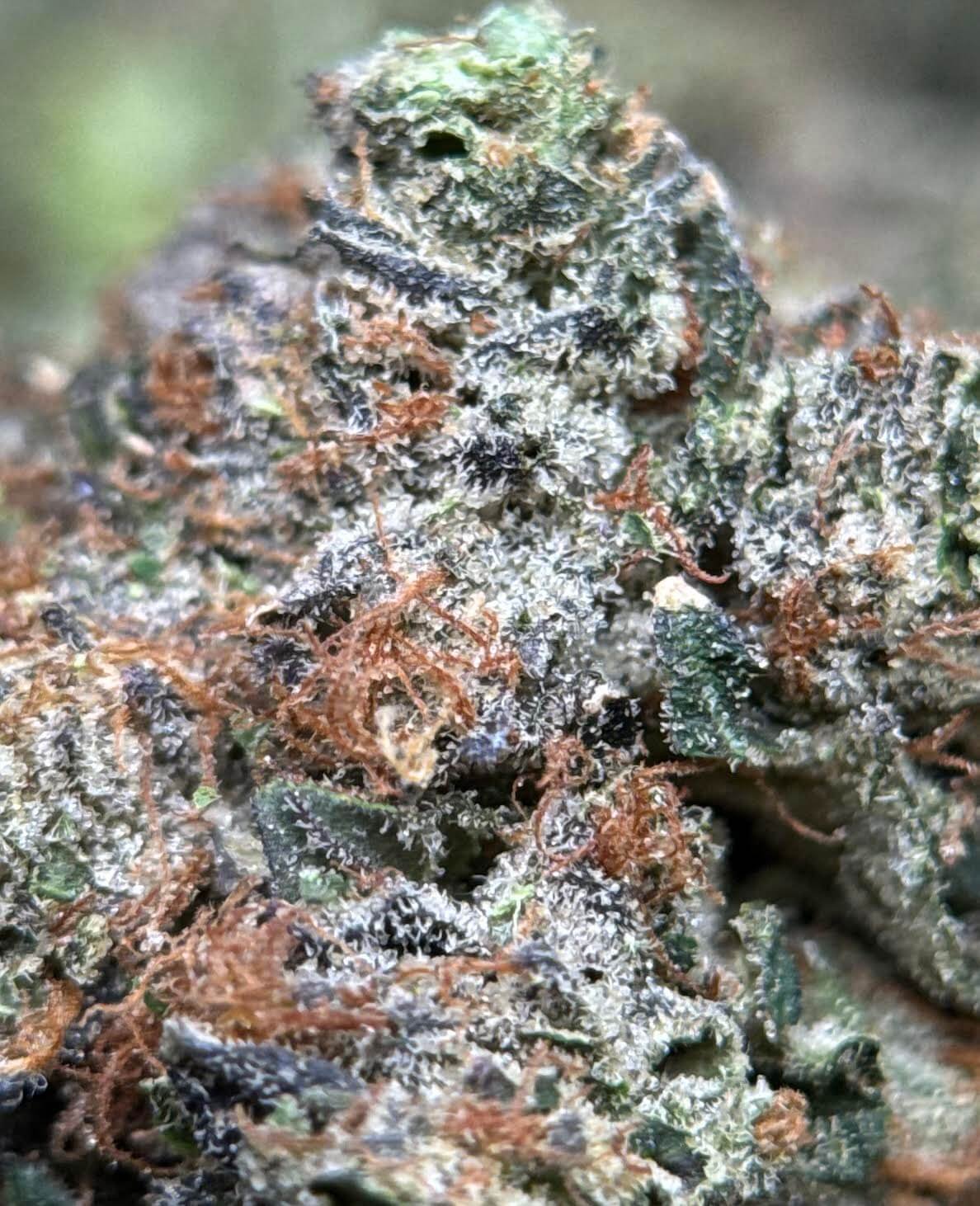Sparkling pink purple and green Pink Diamond cannabis buds 4