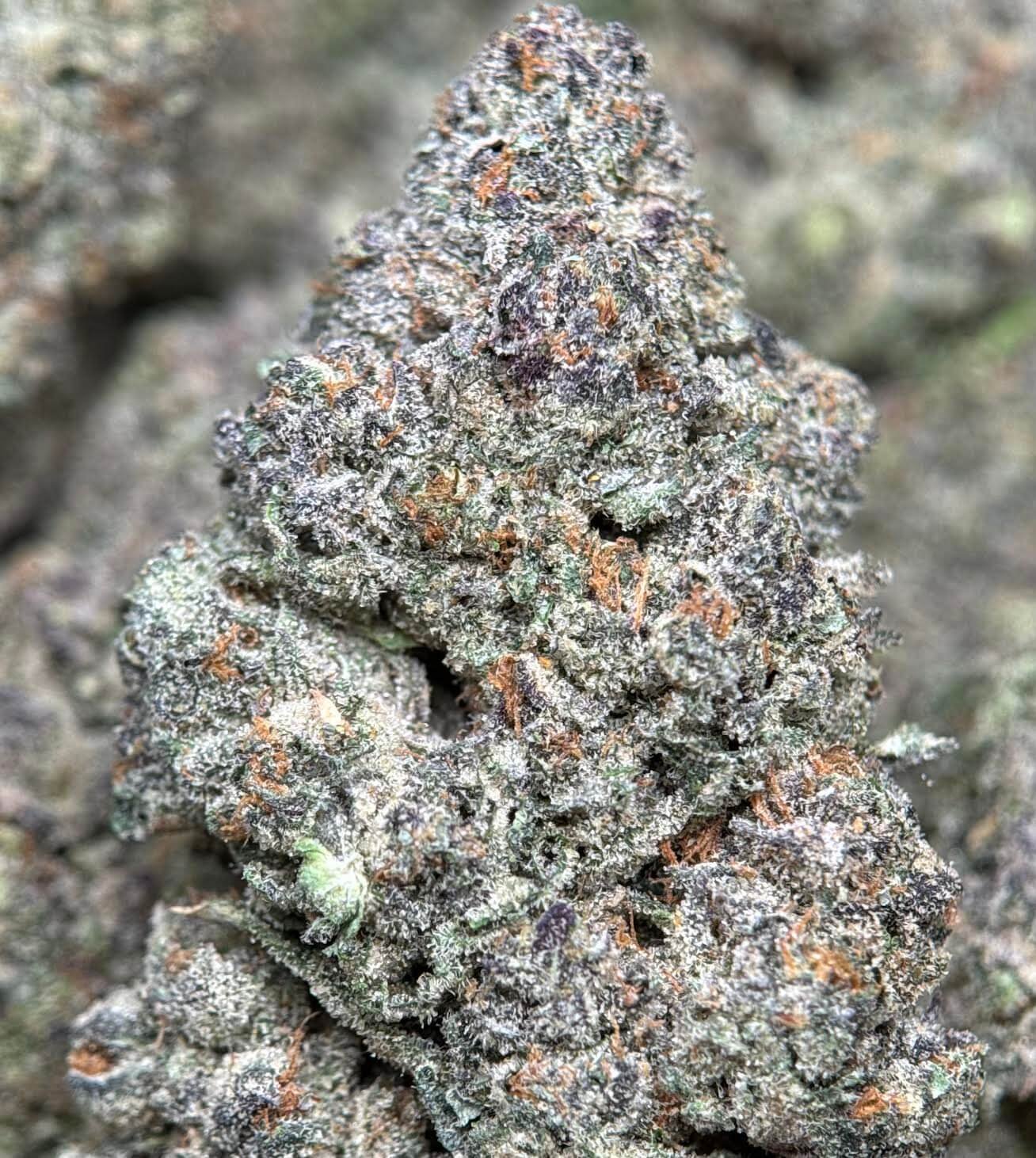 Dense frosty Six Shooter cannabis buds with orange pistils 4
