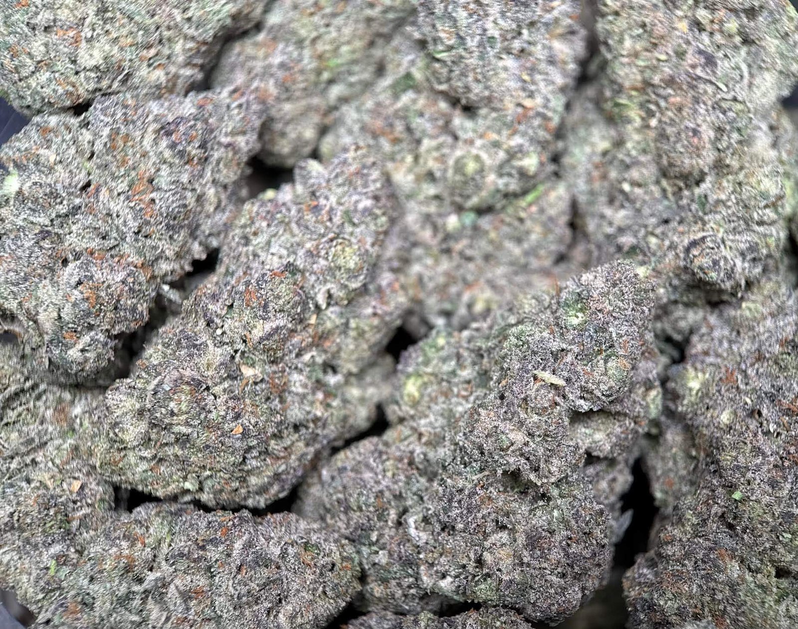 Dense frosty Six Shooter cannabis buds with orange pistils 5