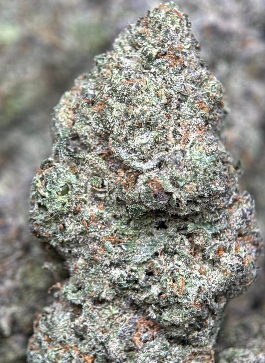 Dense frosty Six Shooter cannabis buds with orange pistils 3