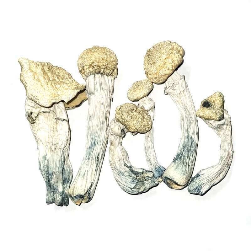 Blue Meanies Mushrooms