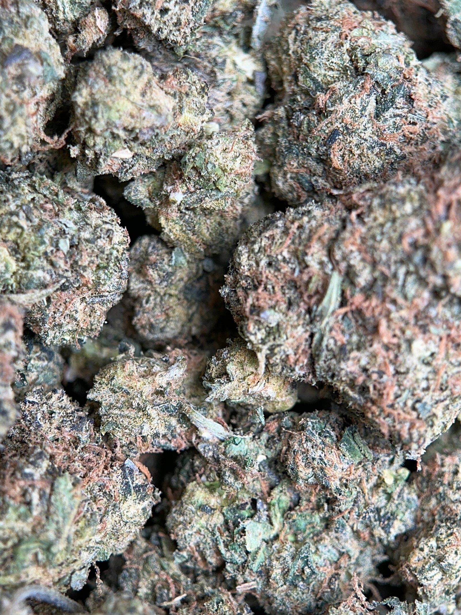 Airy forest-green Apple MAC Hybrid buds with amber hairs and white trichomes 5