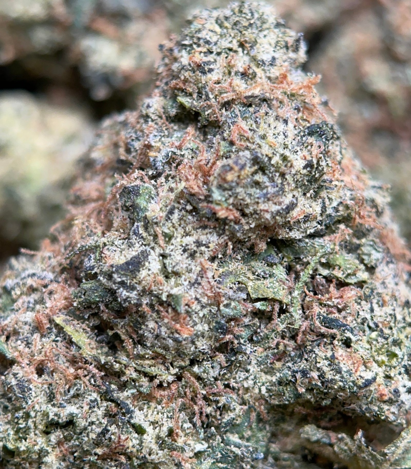Airy forest-green Apple MAC Hybrid buds with amber hairs and white trichomes 3