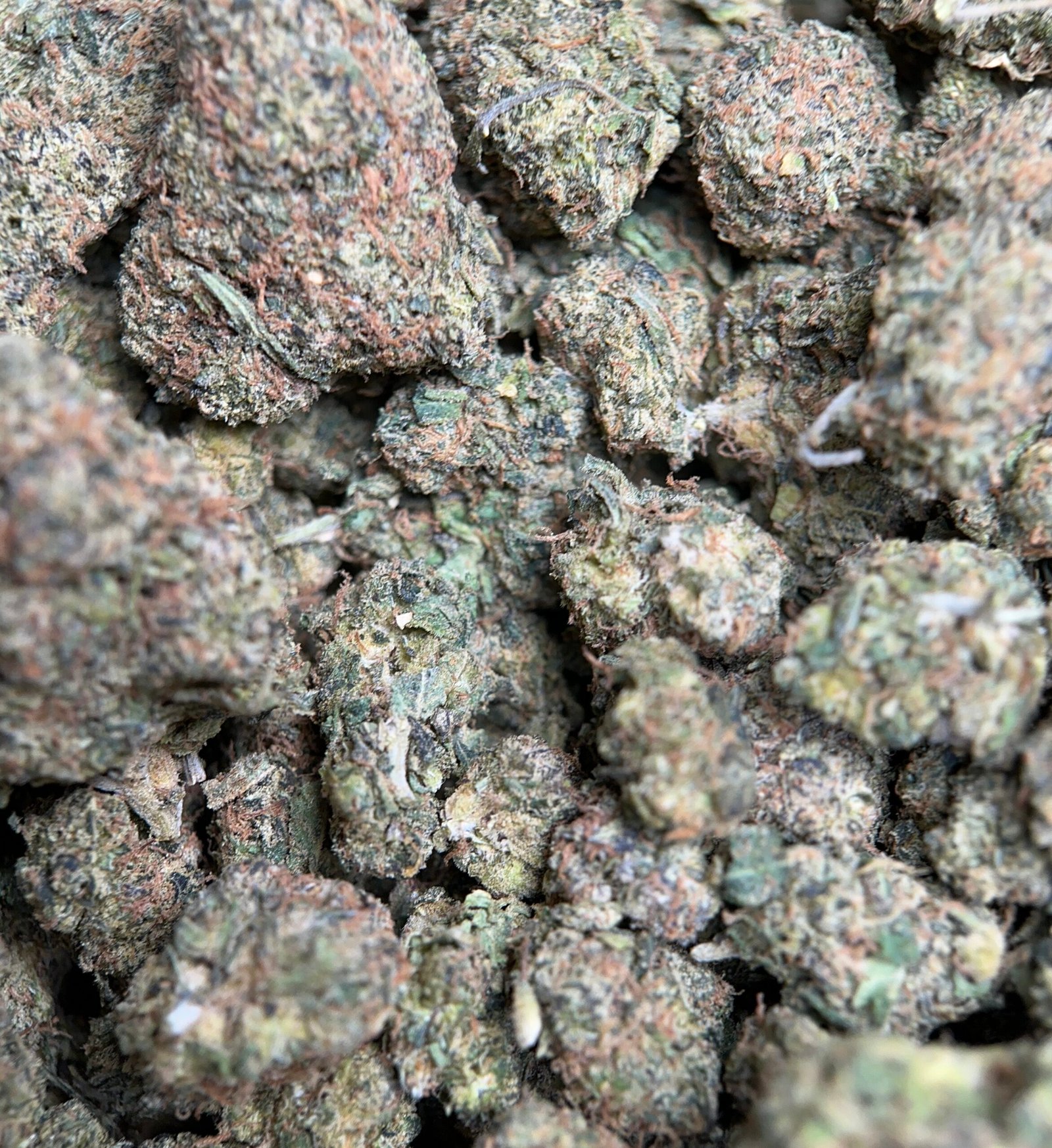 Airy forest-green Apple MAC Hybrid buds with amber hairs and white trichomes 4