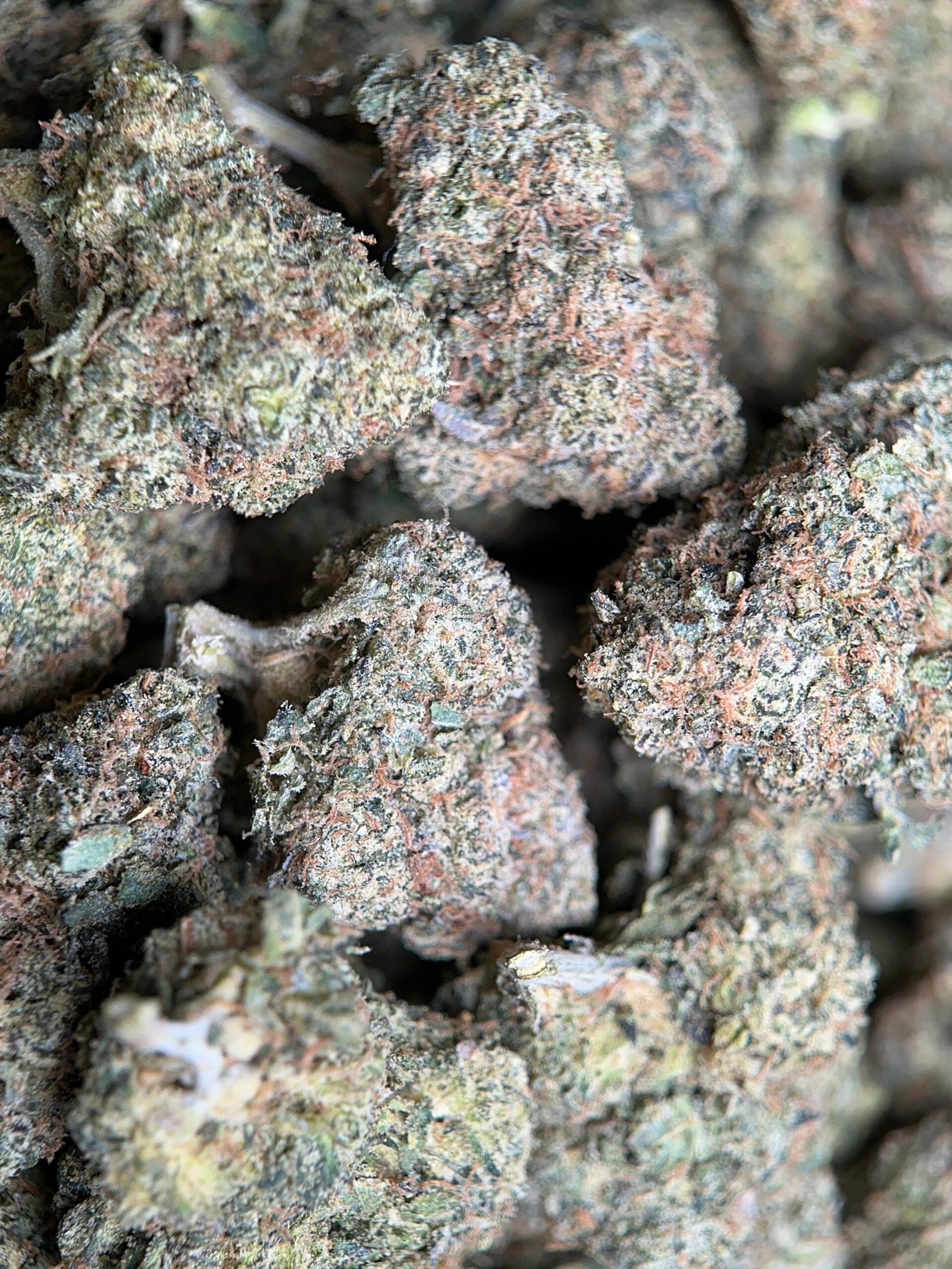 Airy forest-green Apple MAC Hybrid buds with amber hairs and white trichomes 2