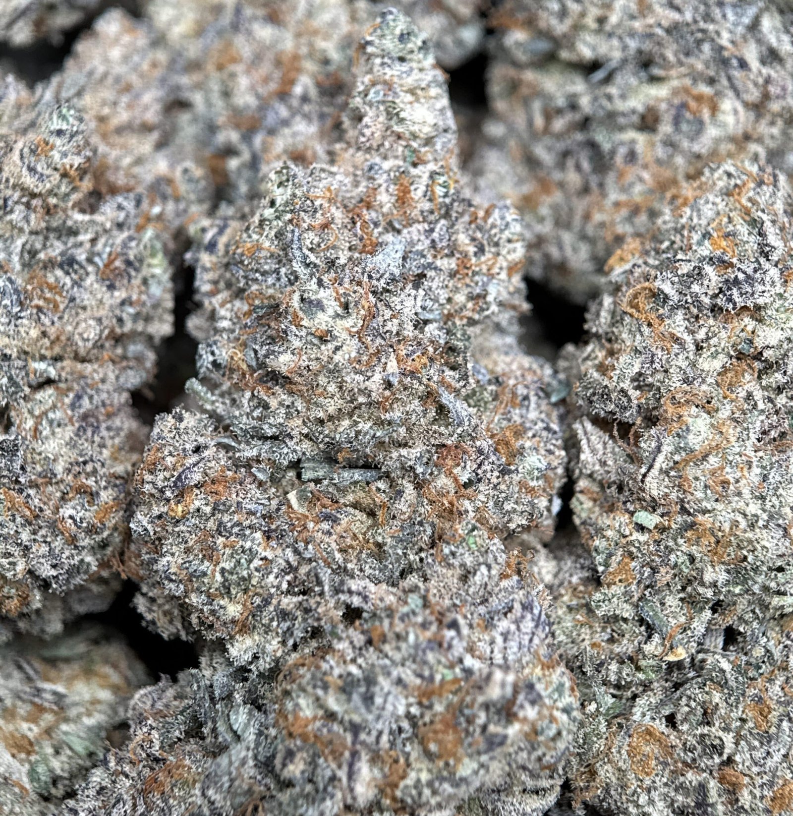 Lime-green spear-shaped Astroboy sativa buds with orange pistils and thick frost 2