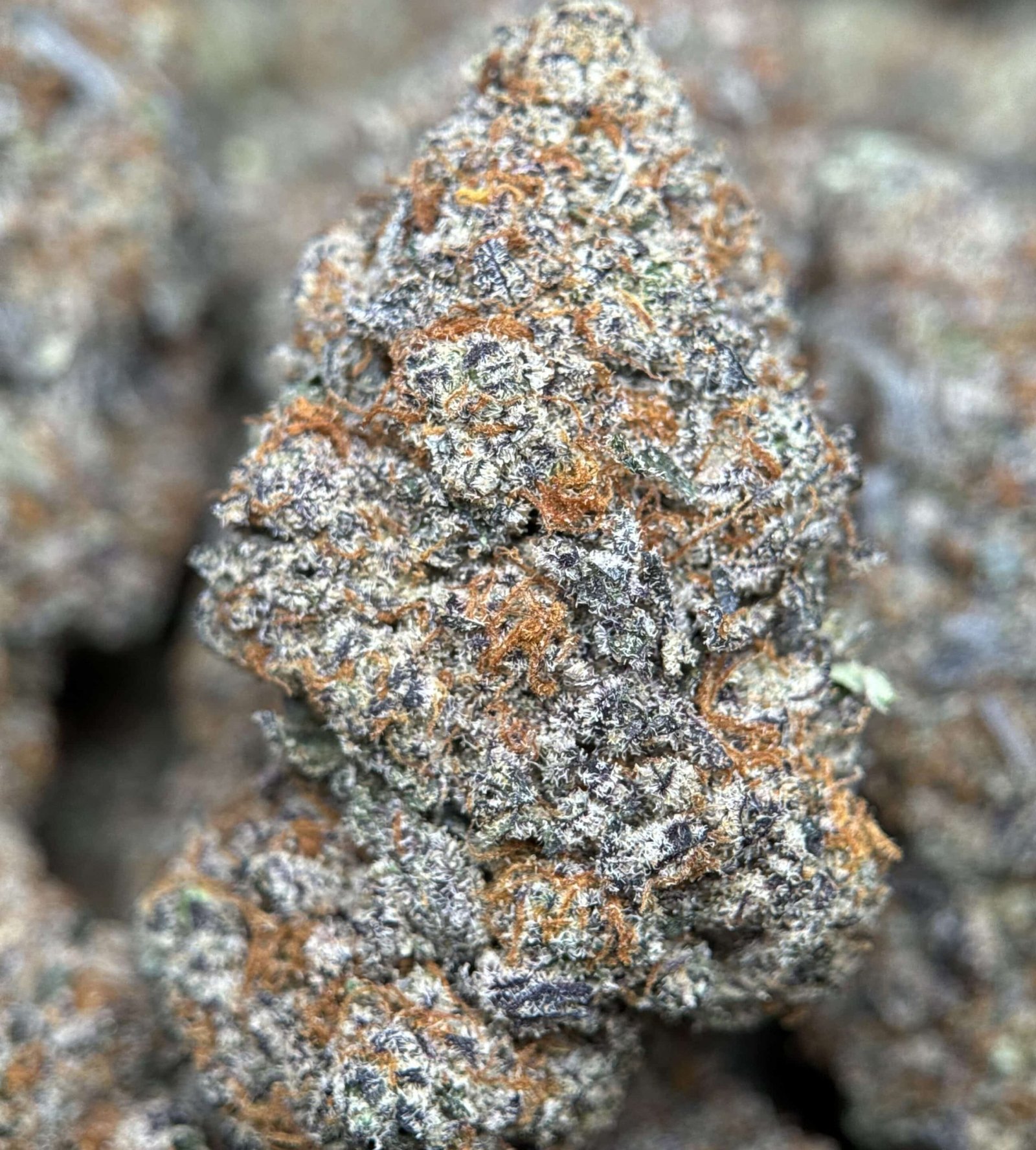 Lime-green spear-shaped Astroboy sativa buds with orange pistils and thick frost 3
