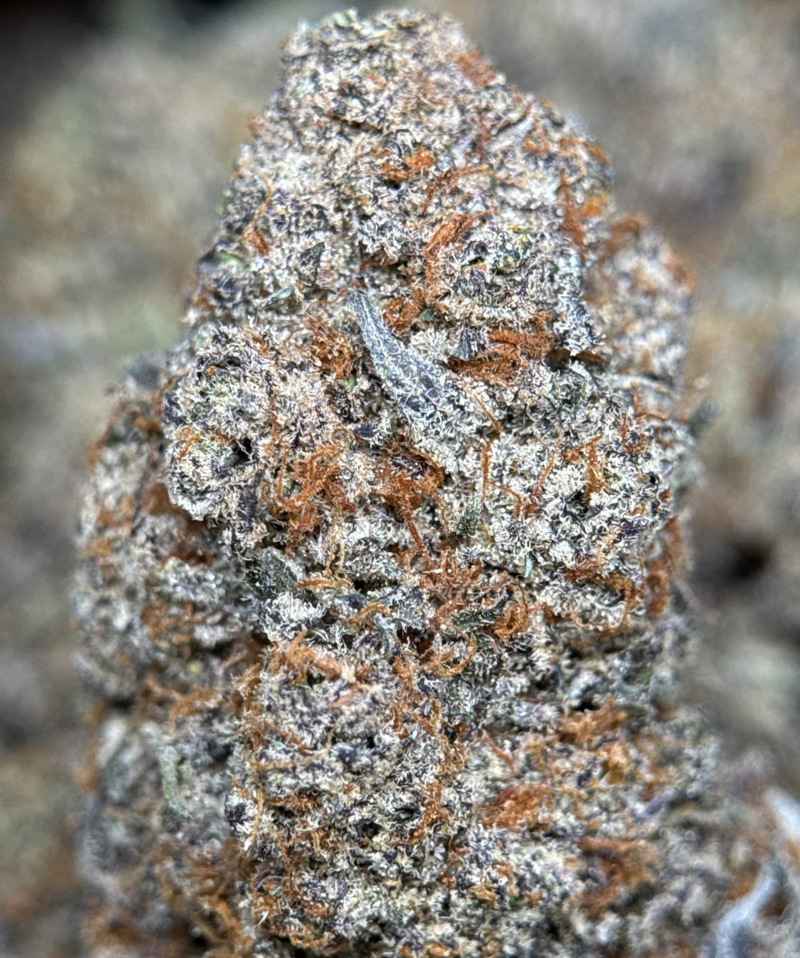Lime-green spear-shaped Astroboy sativa buds with orange pistils and thick frost 4