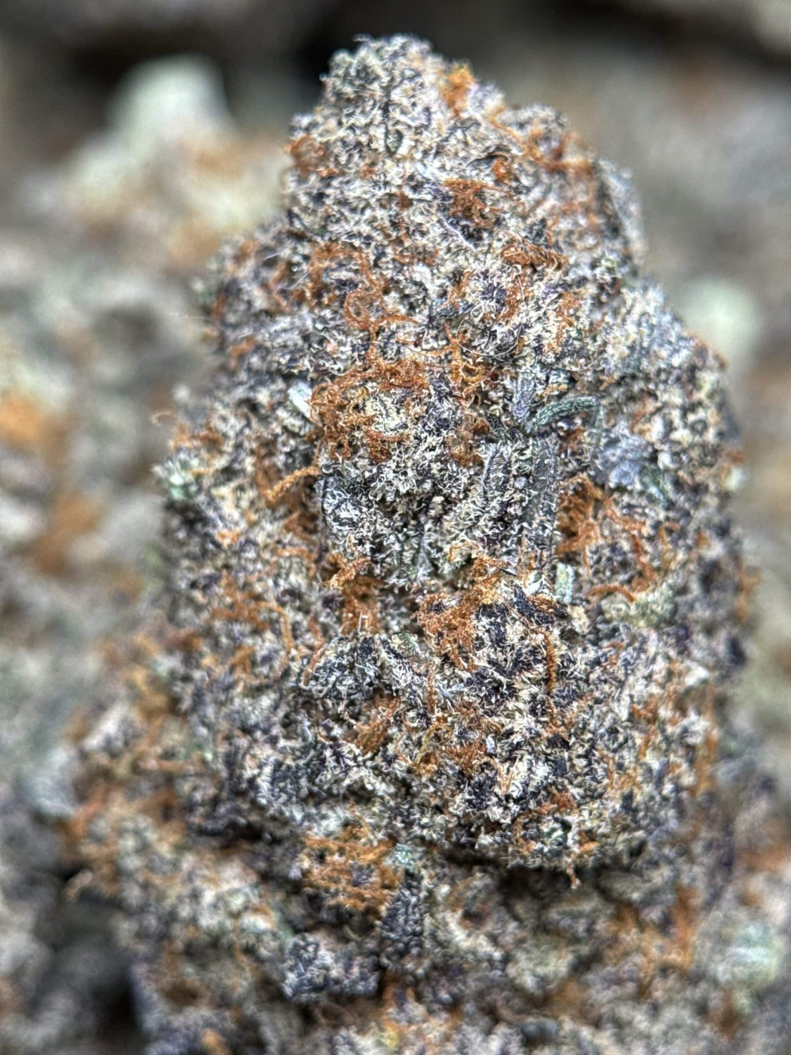Lime-green spear-shaped Astroboy sativa buds with orange pistils and thick frost 5
