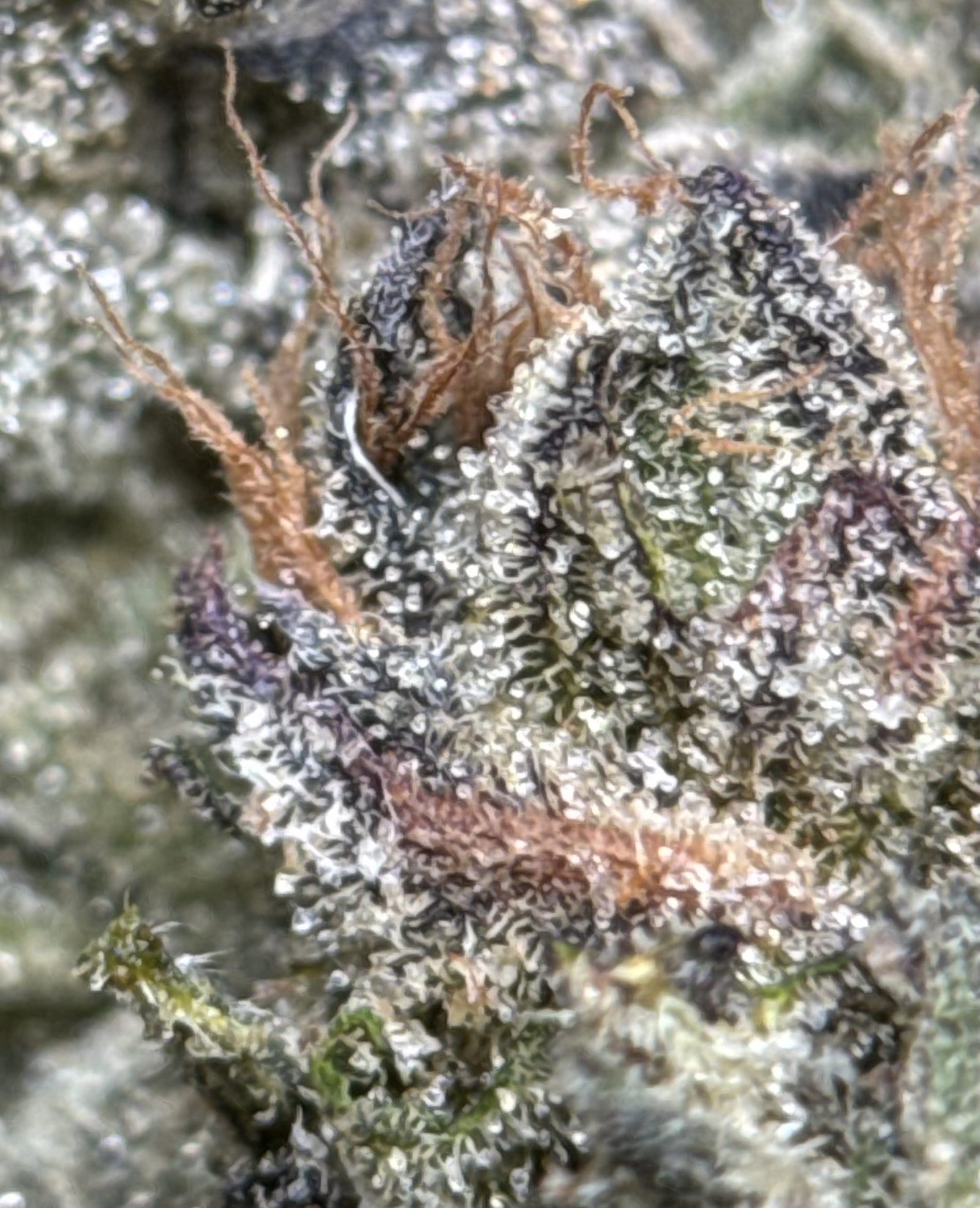 Purple-green Super Stinky buds with orange pistils 5