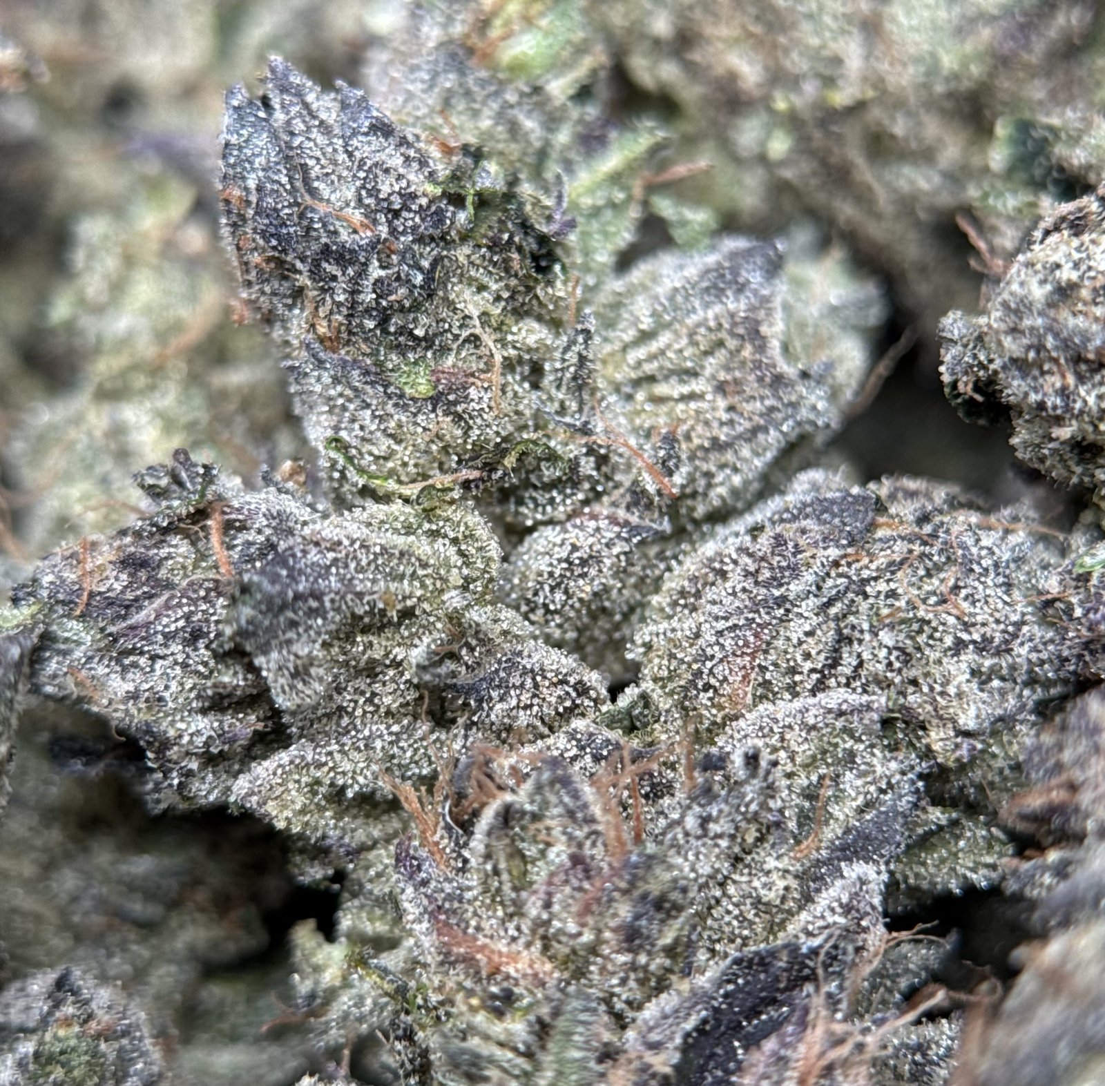 Purple-green Super Stinky buds with orange pistils 4