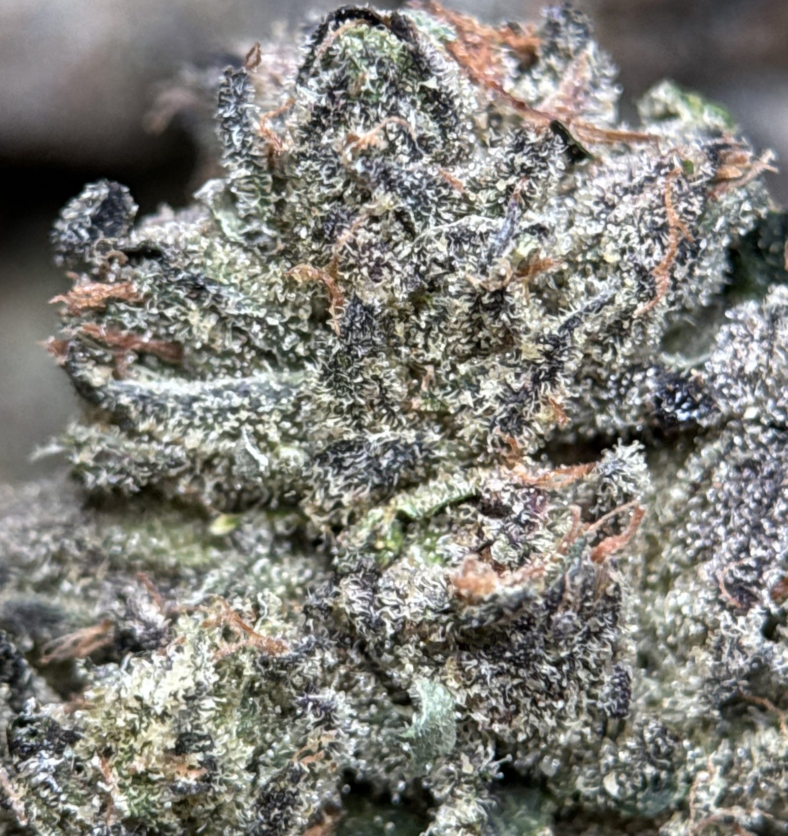 Purple-green Super Stinky buds with orange pistils 3