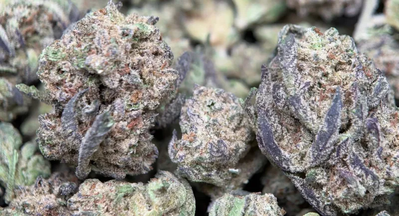 Dense frosty Alien Cookies cannabis buds 4