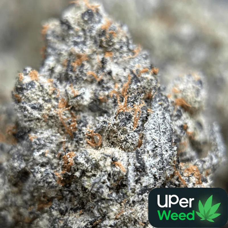 Amnesia Gold 6A+