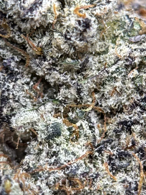 Sticky Amnesia Gold buds with golden-amber trichomes 10