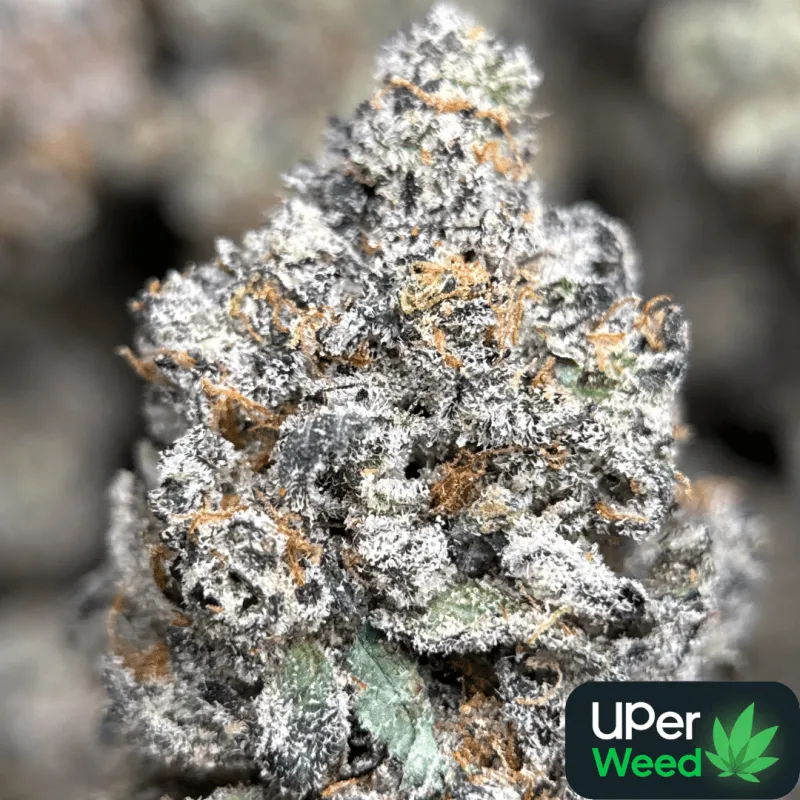 Sticky Amnesia Gold buds with golden-amber trichomes 11