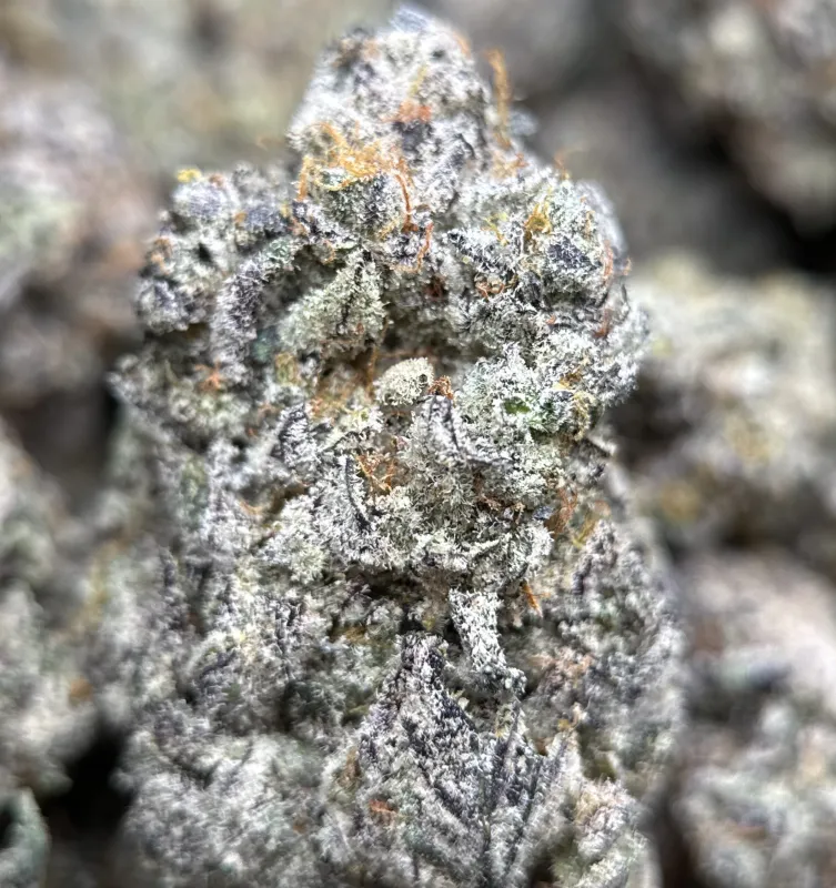 Sticky Amnesia Gold buds with golden-amber trichomes 12
