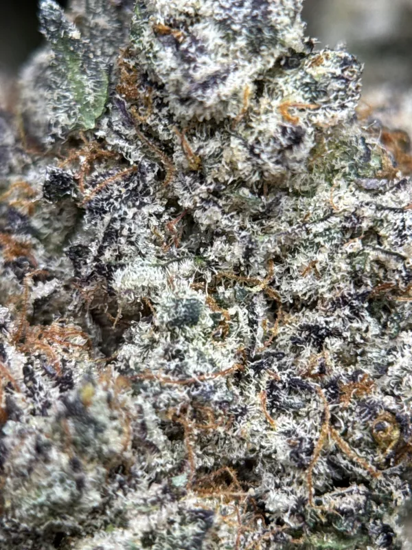 Sticky Amnesia Gold buds with golden-amber trichomes 14