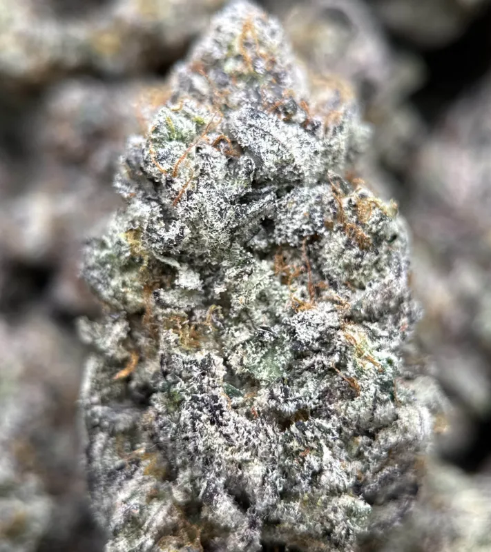 Sticky Amnesia Gold buds with golden-amber trichomes 15