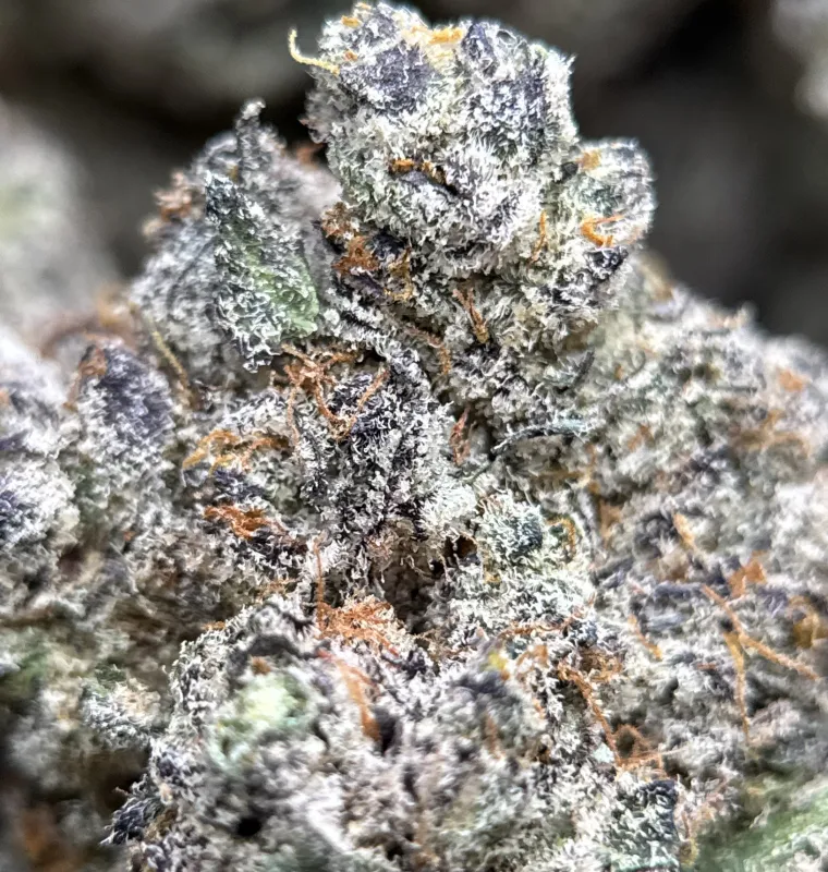 Sticky Amnesia Gold buds with golden-amber trichomes 2