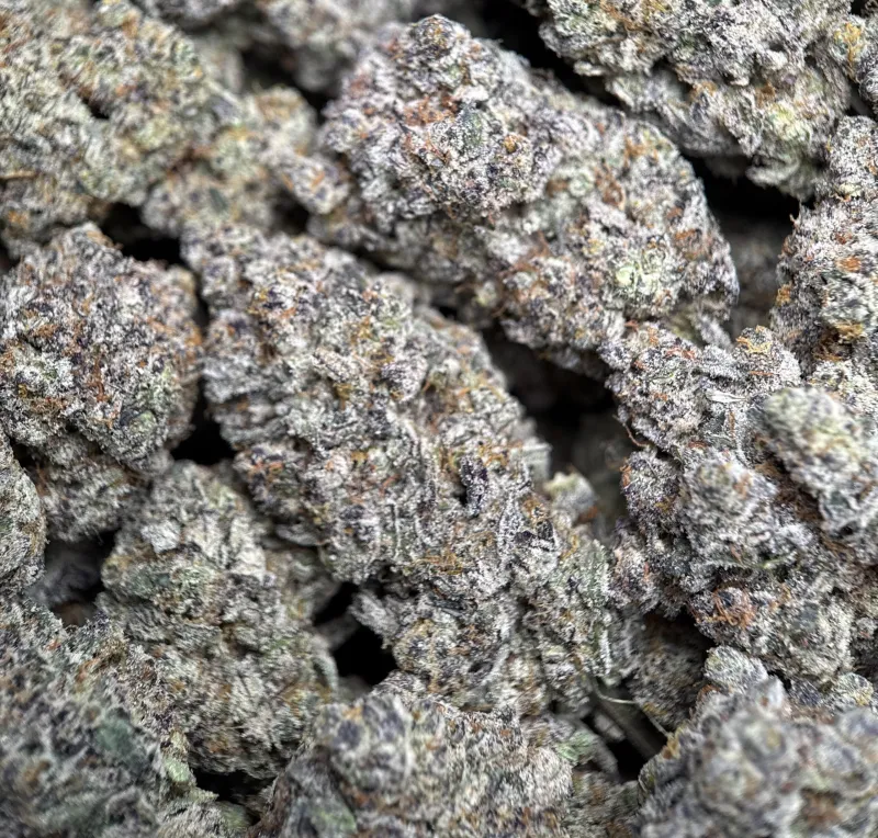 Sticky Amnesia Gold buds with golden-amber trichomes 3