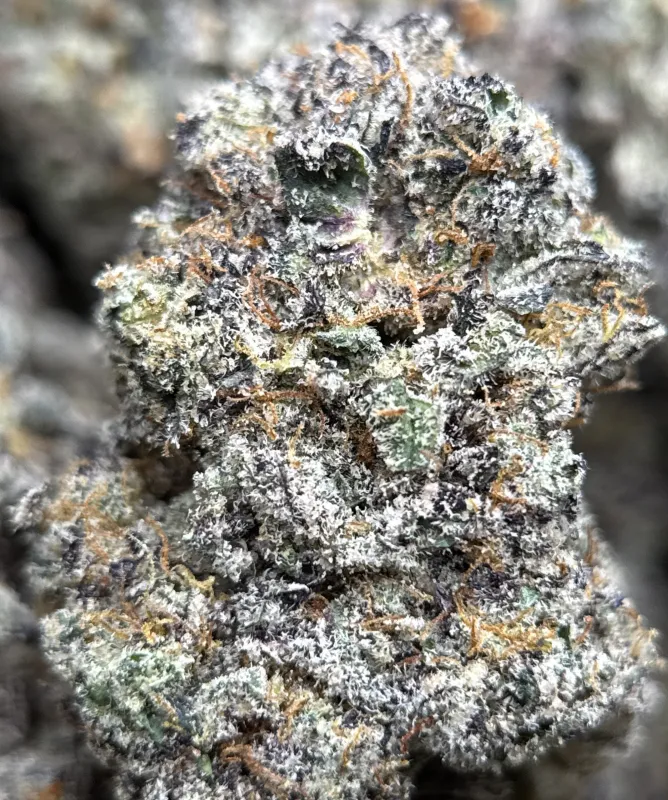 Sticky Amnesia Gold buds with golden-amber trichomes 4