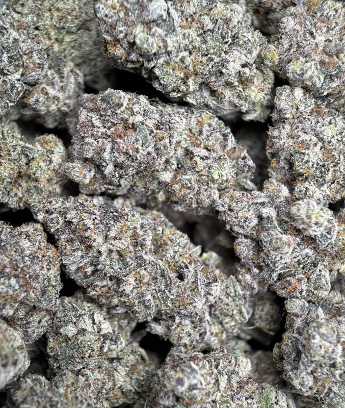 Sticky Amnesia Gold buds with golden-amber trichomes 5