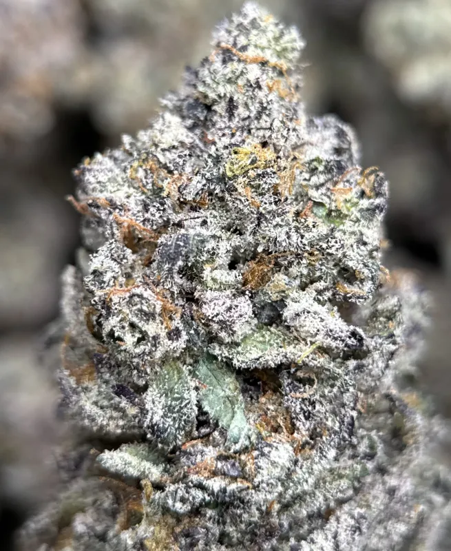Sticky Amnesia Gold buds with golden-amber trichomes 6