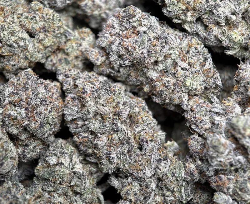 Sticky Amnesia Gold buds with golden-amber trichomes 7