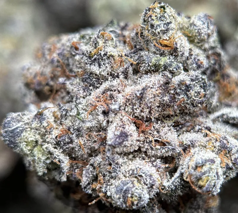 Sticky Amnesia Gold buds with golden-amber trichomes 8