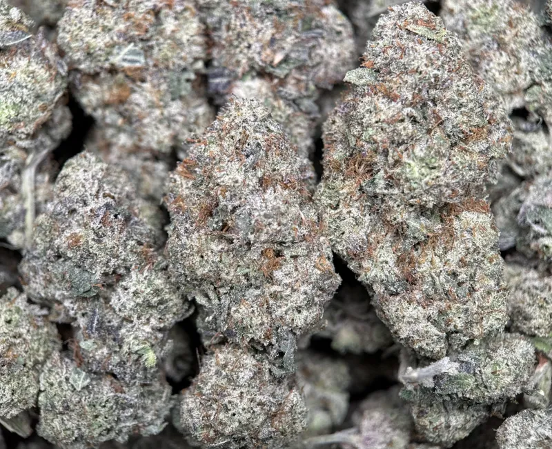 Purple frosty Animal Tsunami indica buds 2