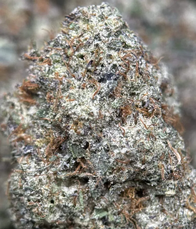Purple frosty Animal Tsunami indica buds 3