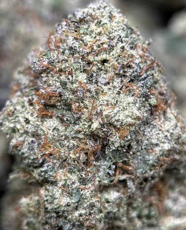 Purple frosty Animal Tsunami indica buds 4