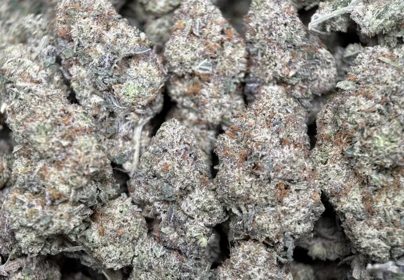 Purple frosty Animal Tsunami indica buds 5