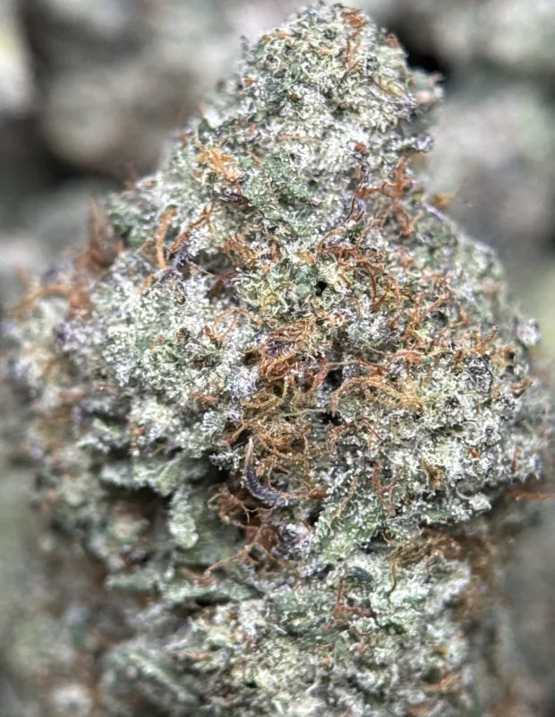 Purple frosty Animal Tsunami indica buds 6