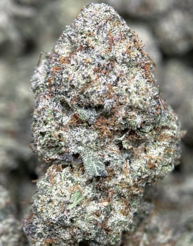 Purple frosty Animal Tsunami indica buds 8
