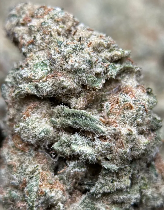 Astro Biscotti dense resin-coated cannabis buds with crystal trichomes 2