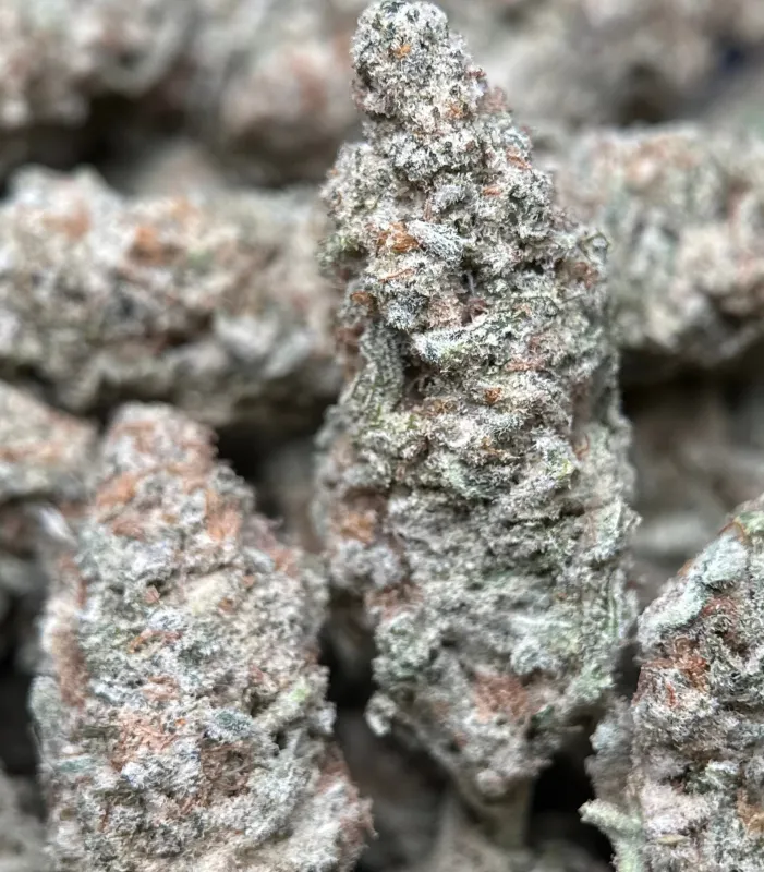 Astro Biscotti dense resin-coated cannabis buds with crystal trichomes 4