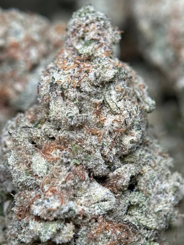 Astro Biscotti dense resin-coated cannabis buds with crystal trichomes 7