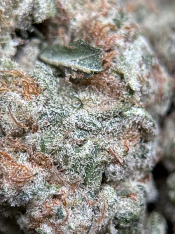 Astro Biscotti dense resin-coated cannabis buds with crystal trichomes 8