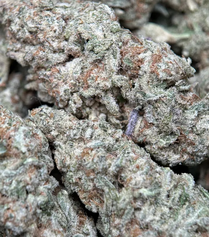 Astro Biscotti dense resin-coated cannabis buds with crystal trichomes 9