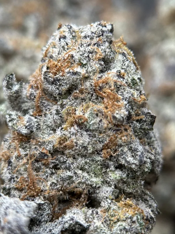 Purple and forest-green Astro Candy buds with thick frost 2