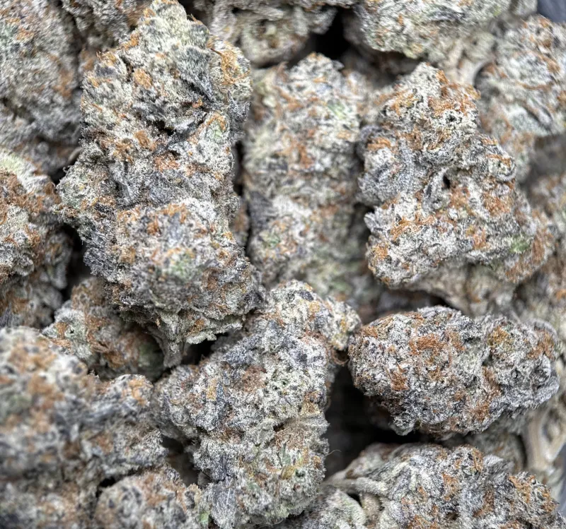 Purple and forest-green Astro Candy buds with thick frost 4